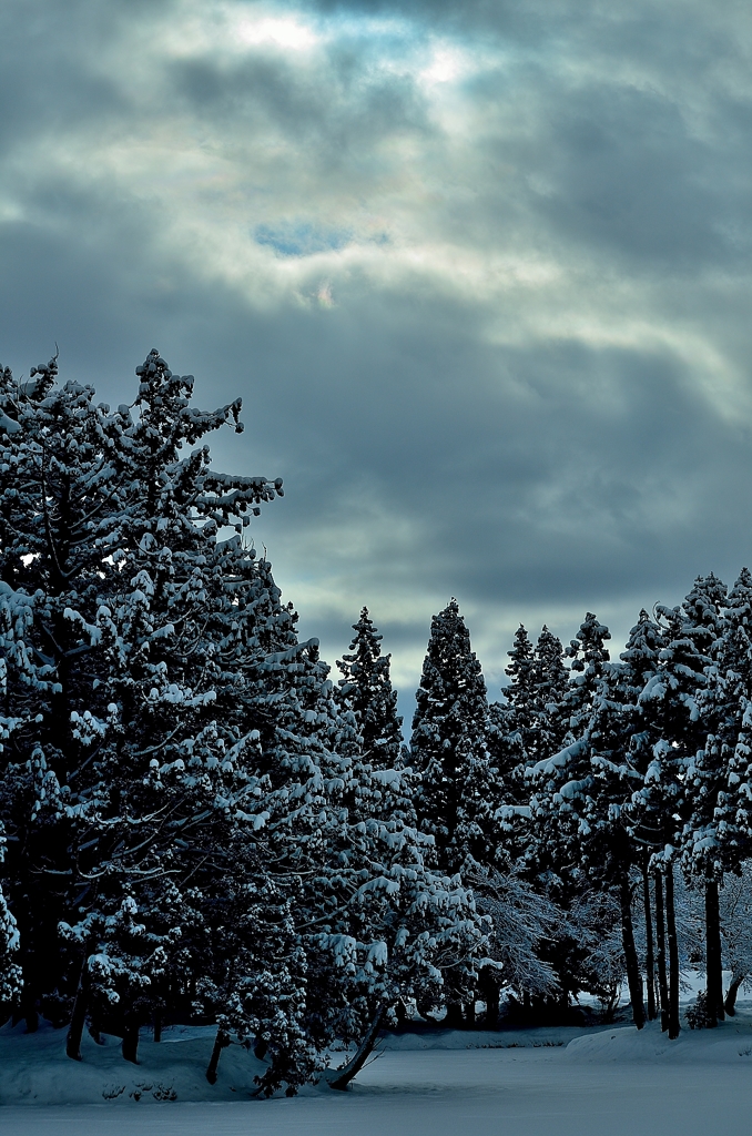 Winter forest