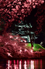 夜桜