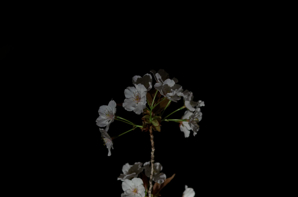 桜花火？
