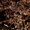 二条城の桜その１