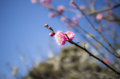 ume blossom