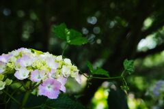 DSCF0790