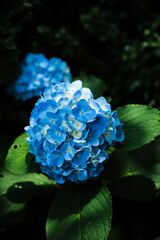 DSCF0781