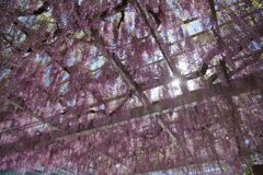 DSCF0223