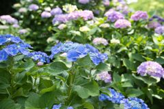 DSCF0727