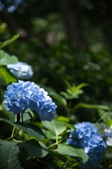 DSCF0831