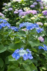 DSCF0728