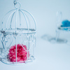 bird in a cage