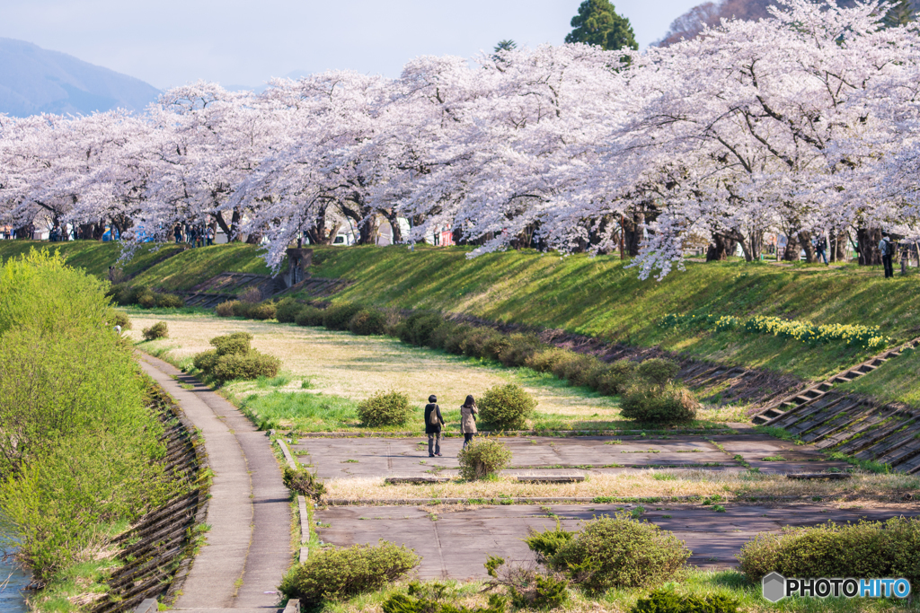 桜に囲まれて