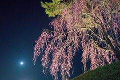 月光桜