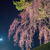 月光桜