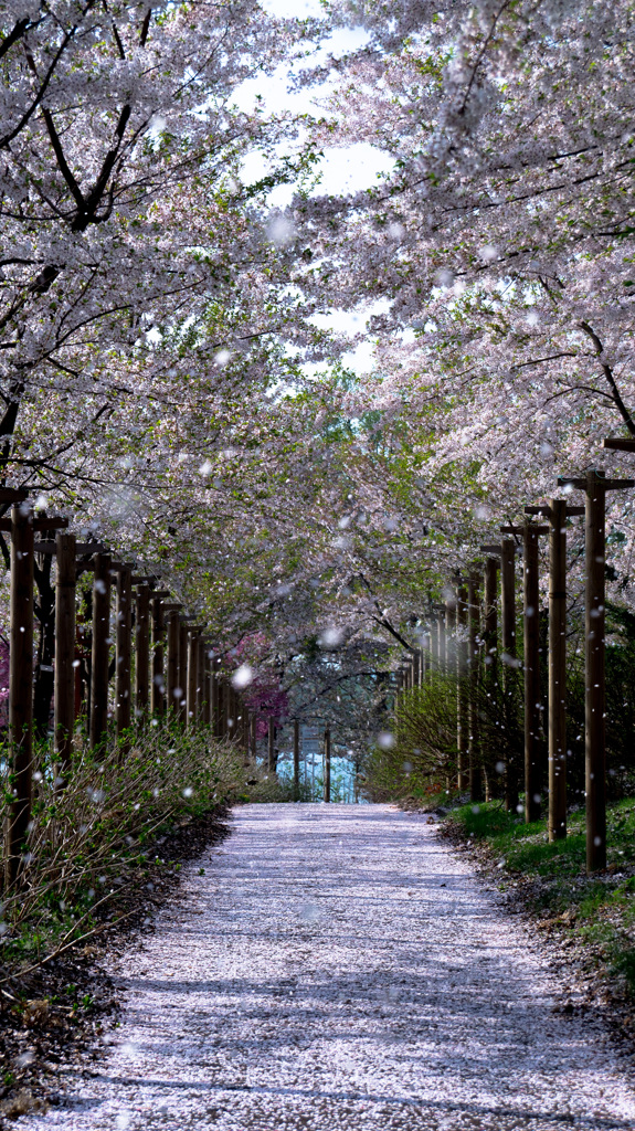 桜雪