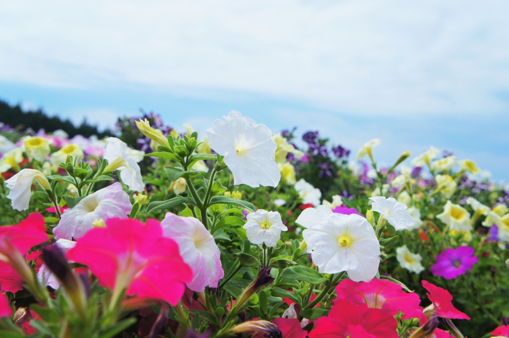 色とりどりの花