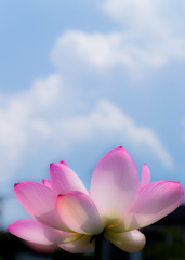 夏空に咲く～蓮Ⅱ～