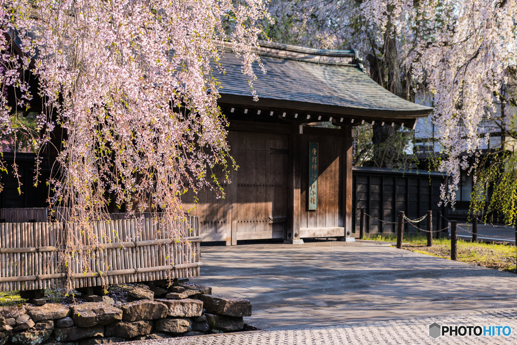 桜と武家屋敷