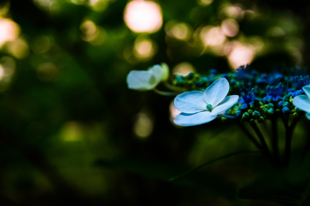 紫陽花-4