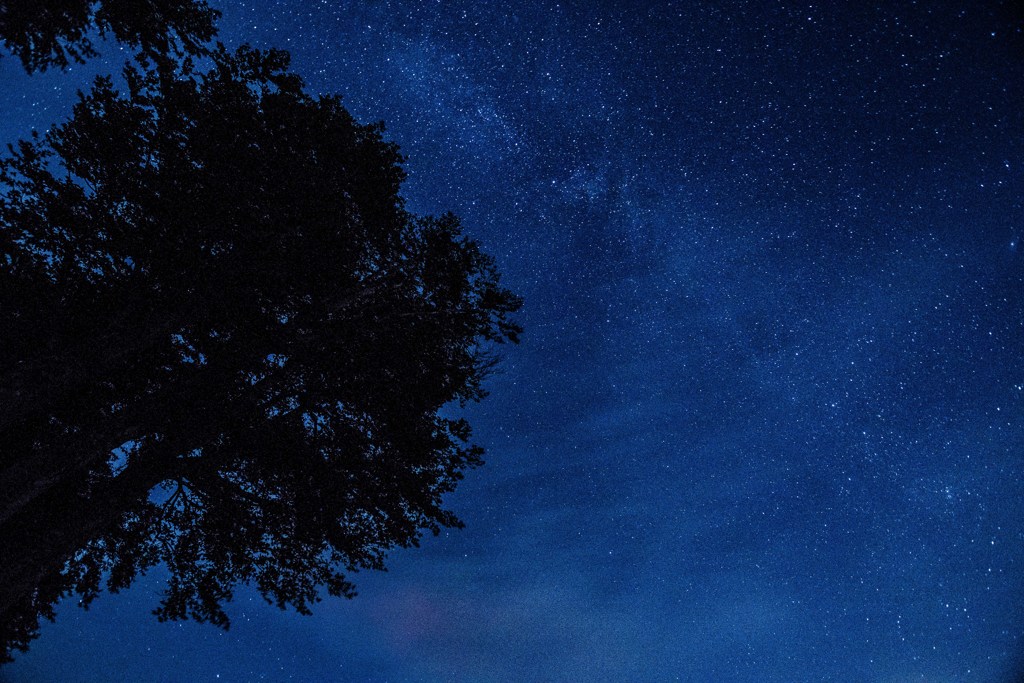 樹々の間、星の輝き