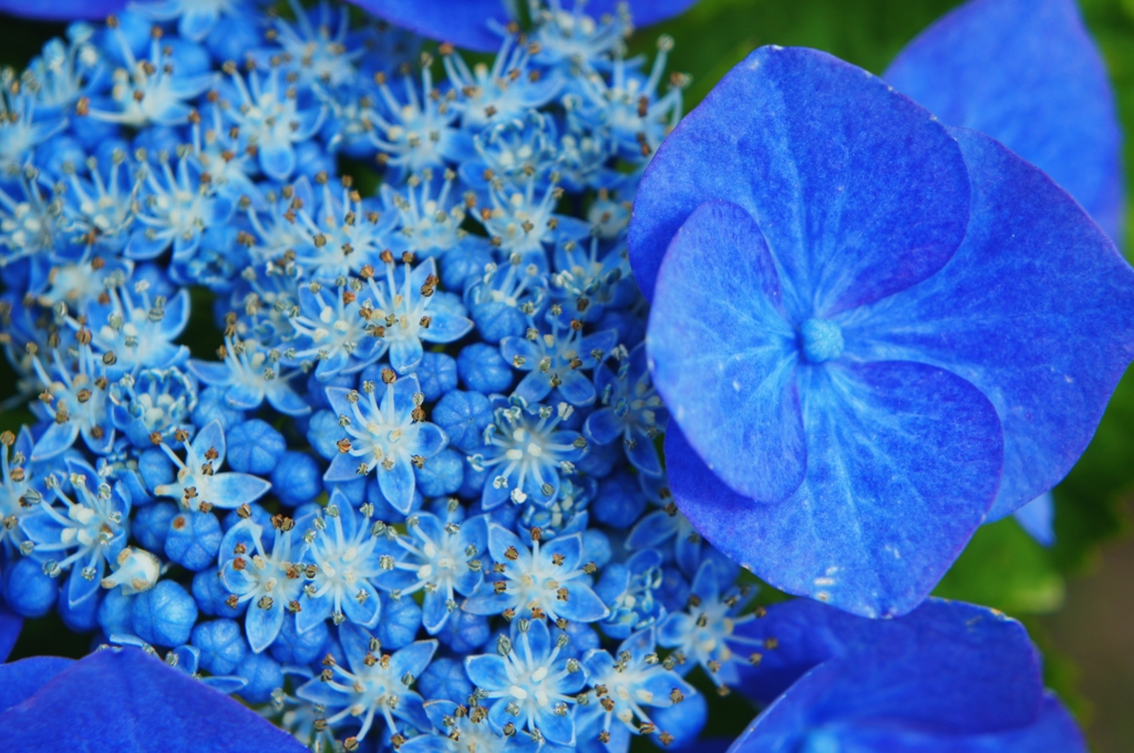 紫陽花-２