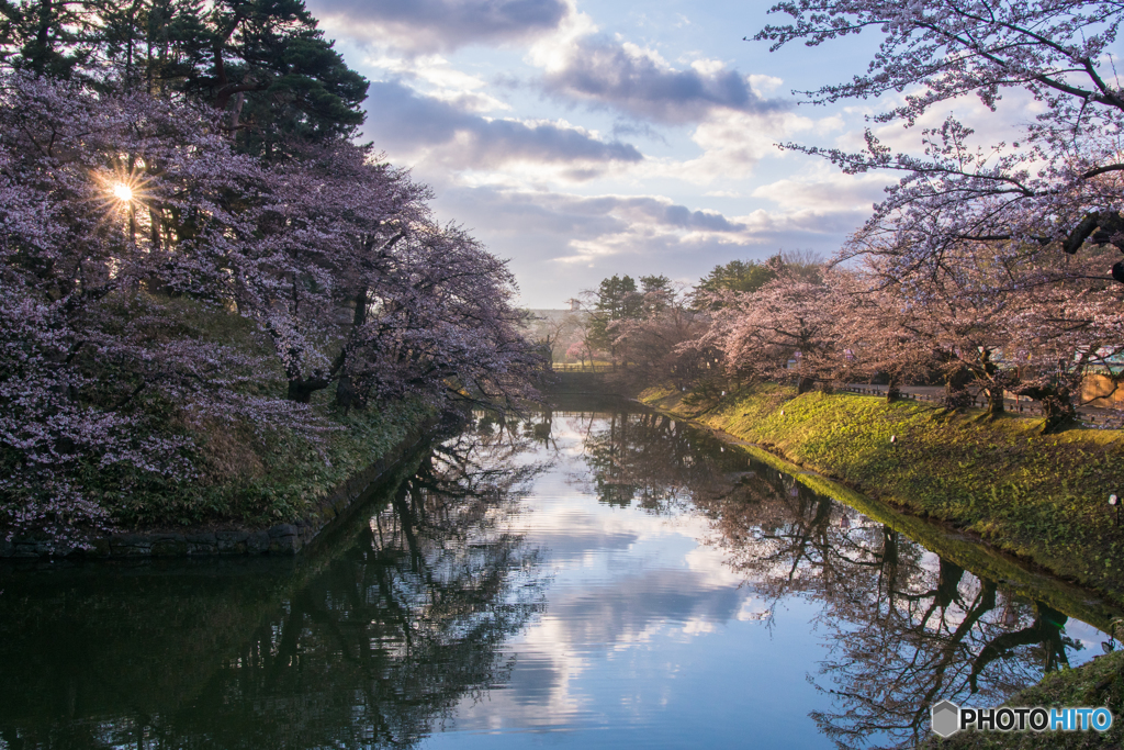 早朝桜