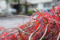 雨に濡れて