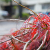 雨に濡れて