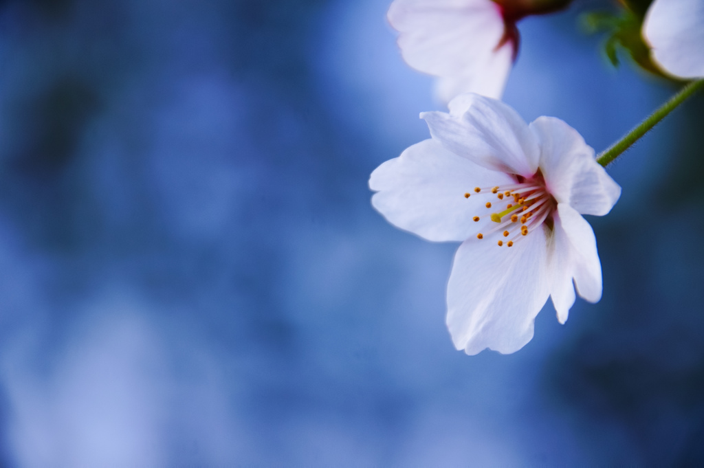 早朝桜