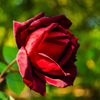 Ardent love