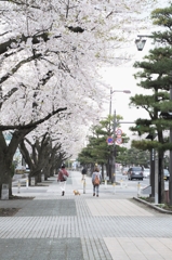 桜並木道