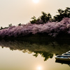 桜と船と二つの太陽