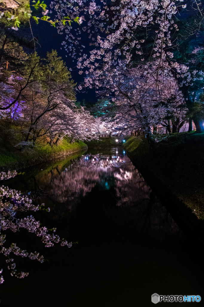 遠くの夜桜