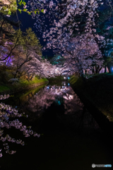 遠くの夜桜