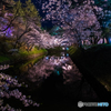 遠くの夜桜