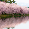 桜波