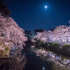 月夜桜