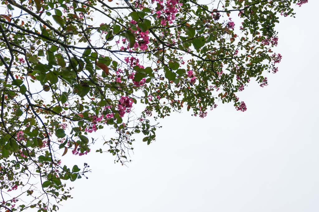 空に押花