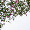 空に押花
