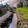 水面桜