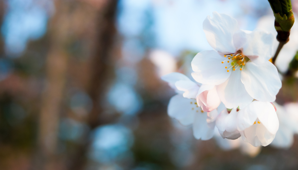 桜ノ花　壱