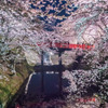 桜橋