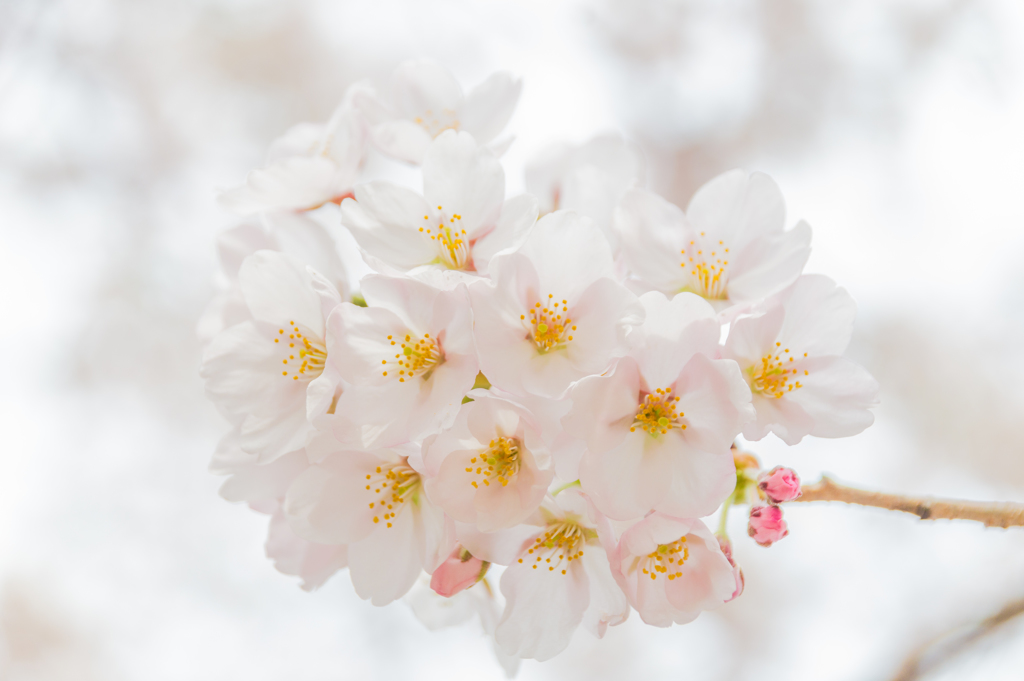 光色の花