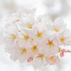光色の花