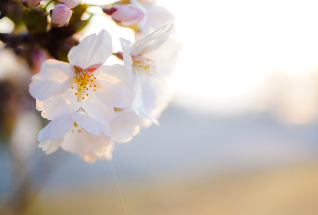 桜ノ花　参