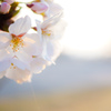 桜ノ花　参