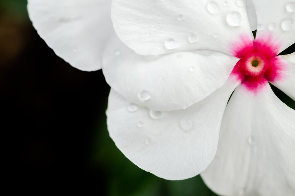 雨に濡れて