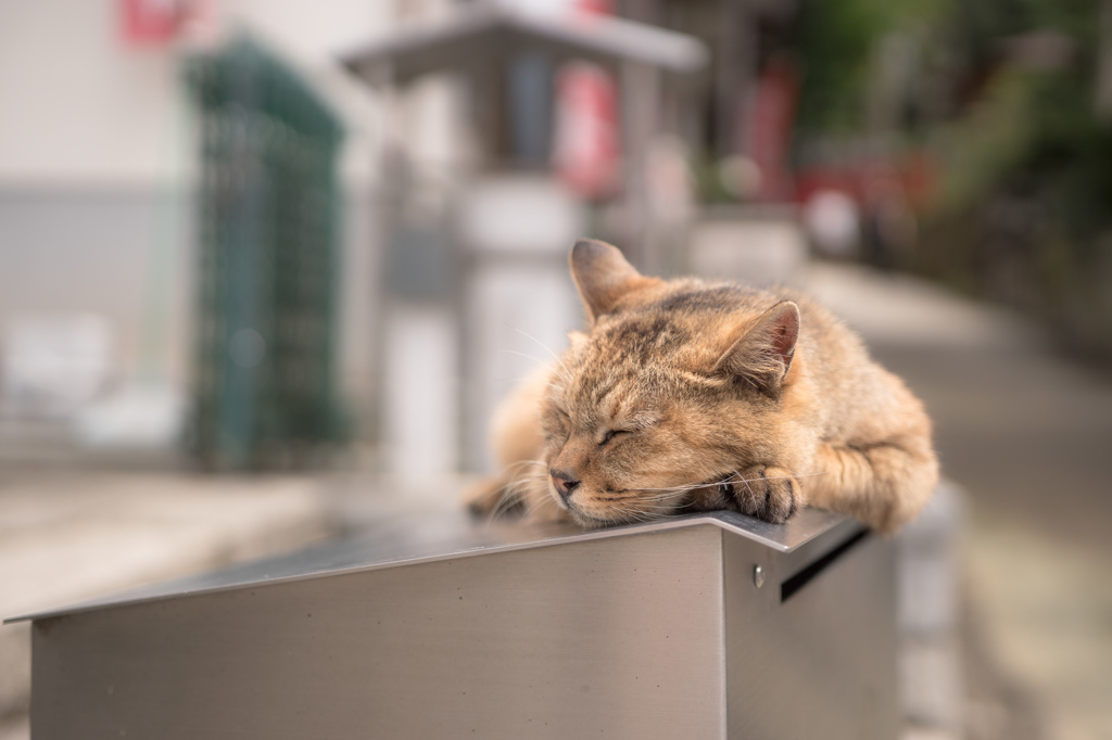 眠いにゃー