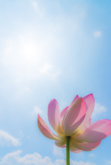 夏空に咲く～蓮～