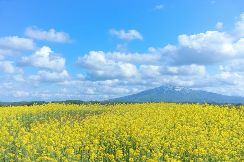 canola flower