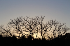 日の出に舞う木