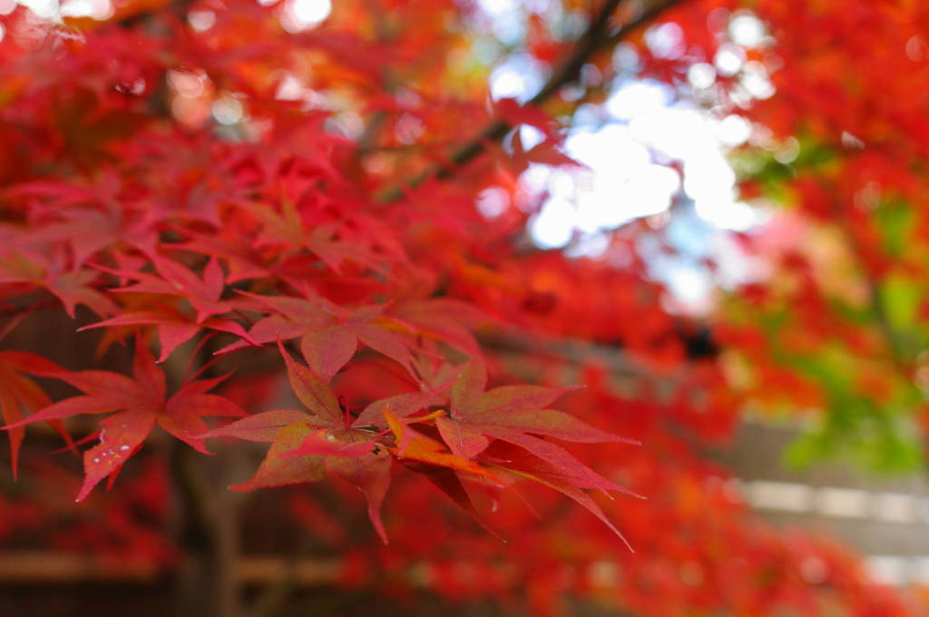 紅に