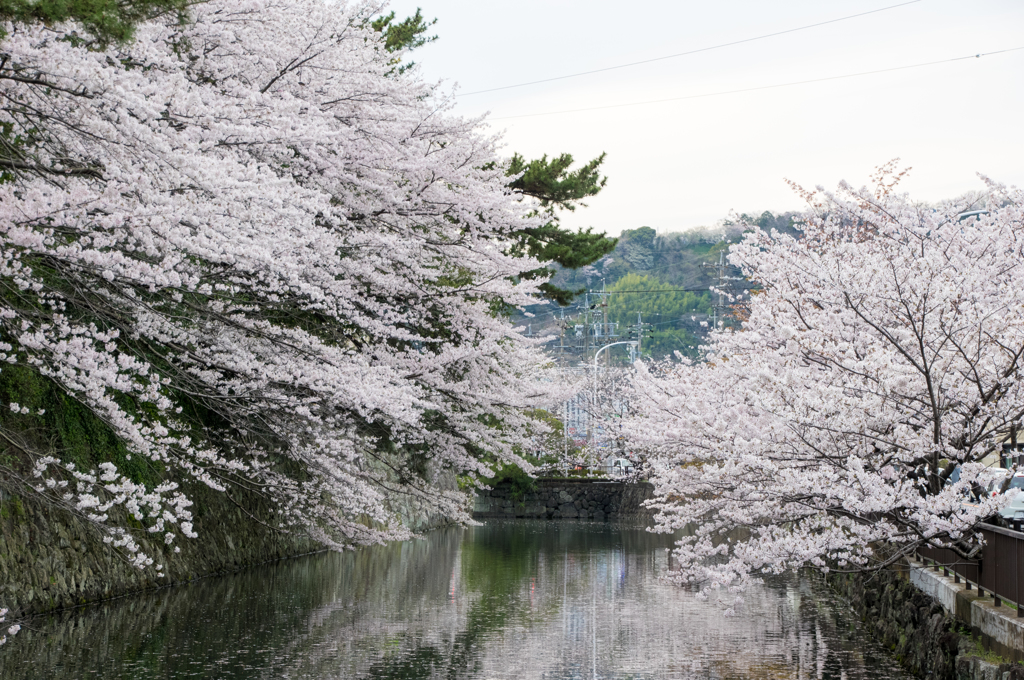 堀沿いの桜